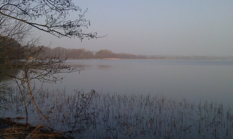 Lake with Reeds