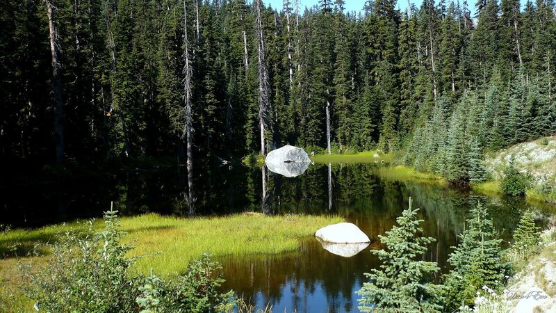 Lake with Rock in Forest