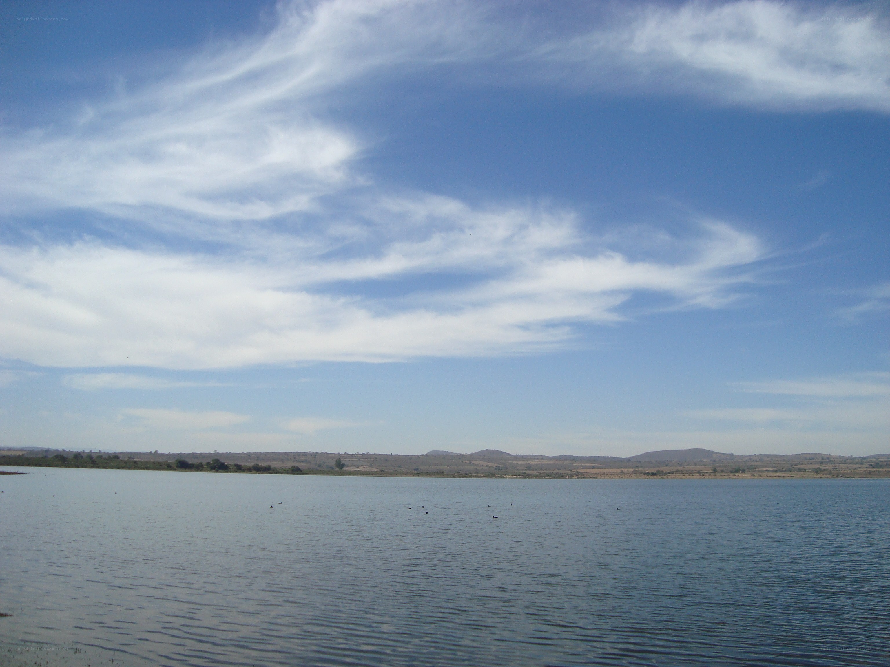 Lake with scattered birds
