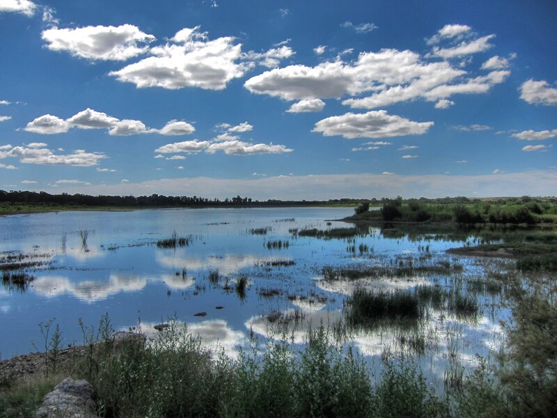 Lake with Scattered Reeds