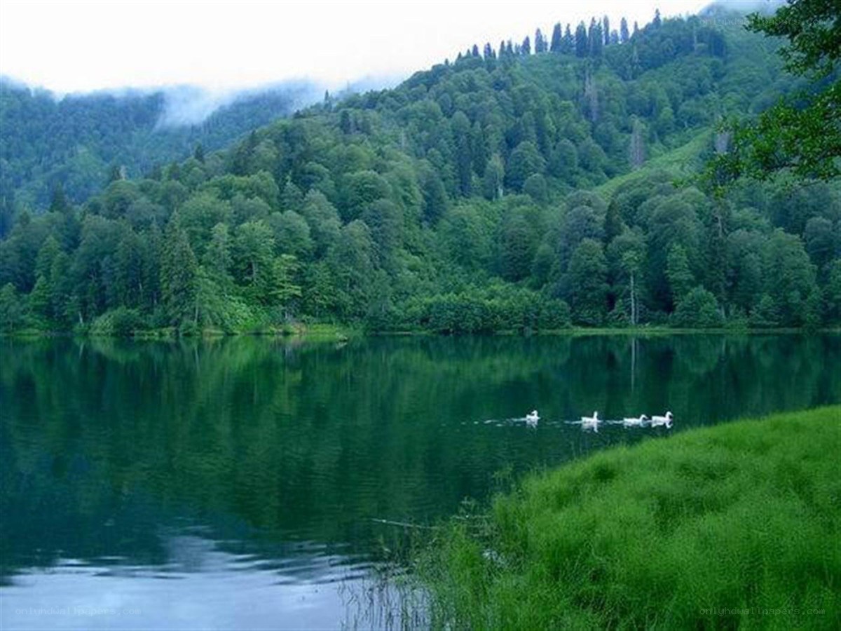 Lake with swans in forest