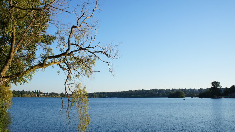 Lake with tree branch in foreground