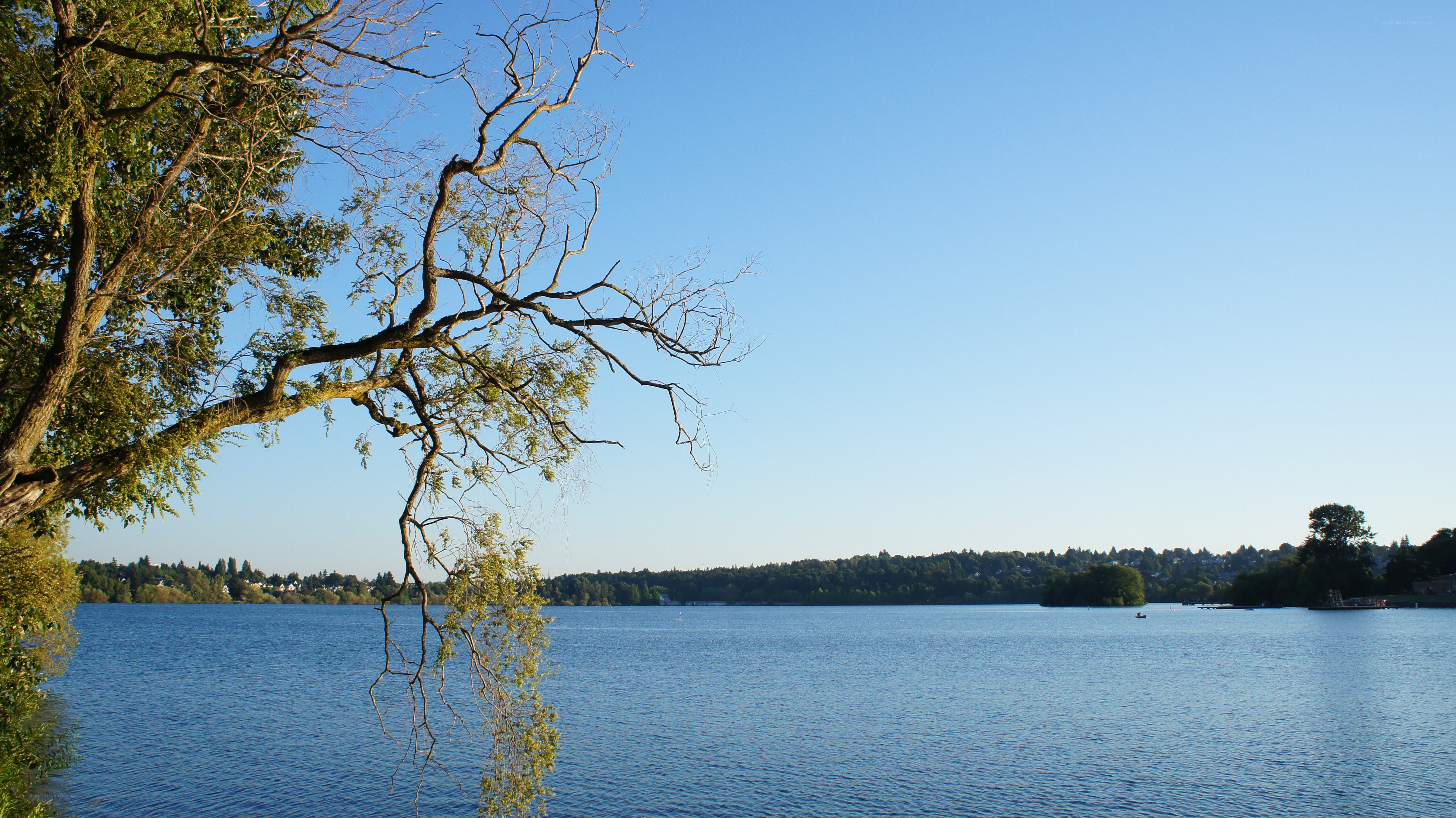 Lake with tree branch in foreground