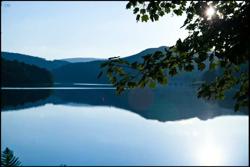 Lake with tree branch in foreground