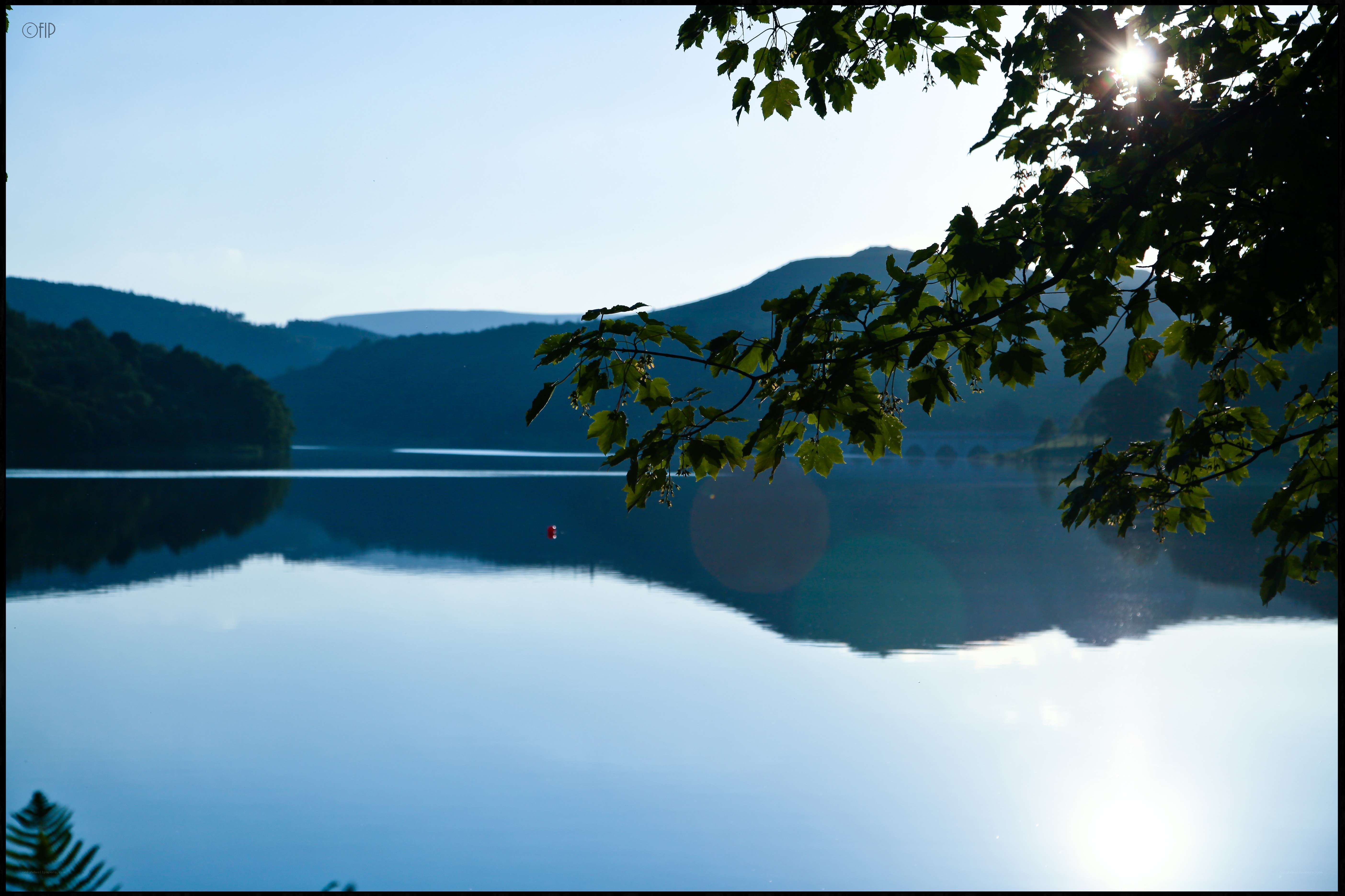 Lake with tree branch in foreground