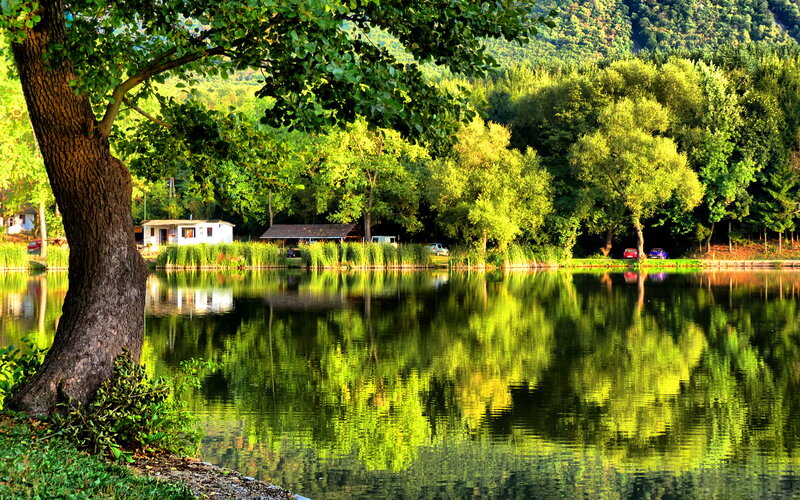 Lake with Tree Reflection — Green, Serene