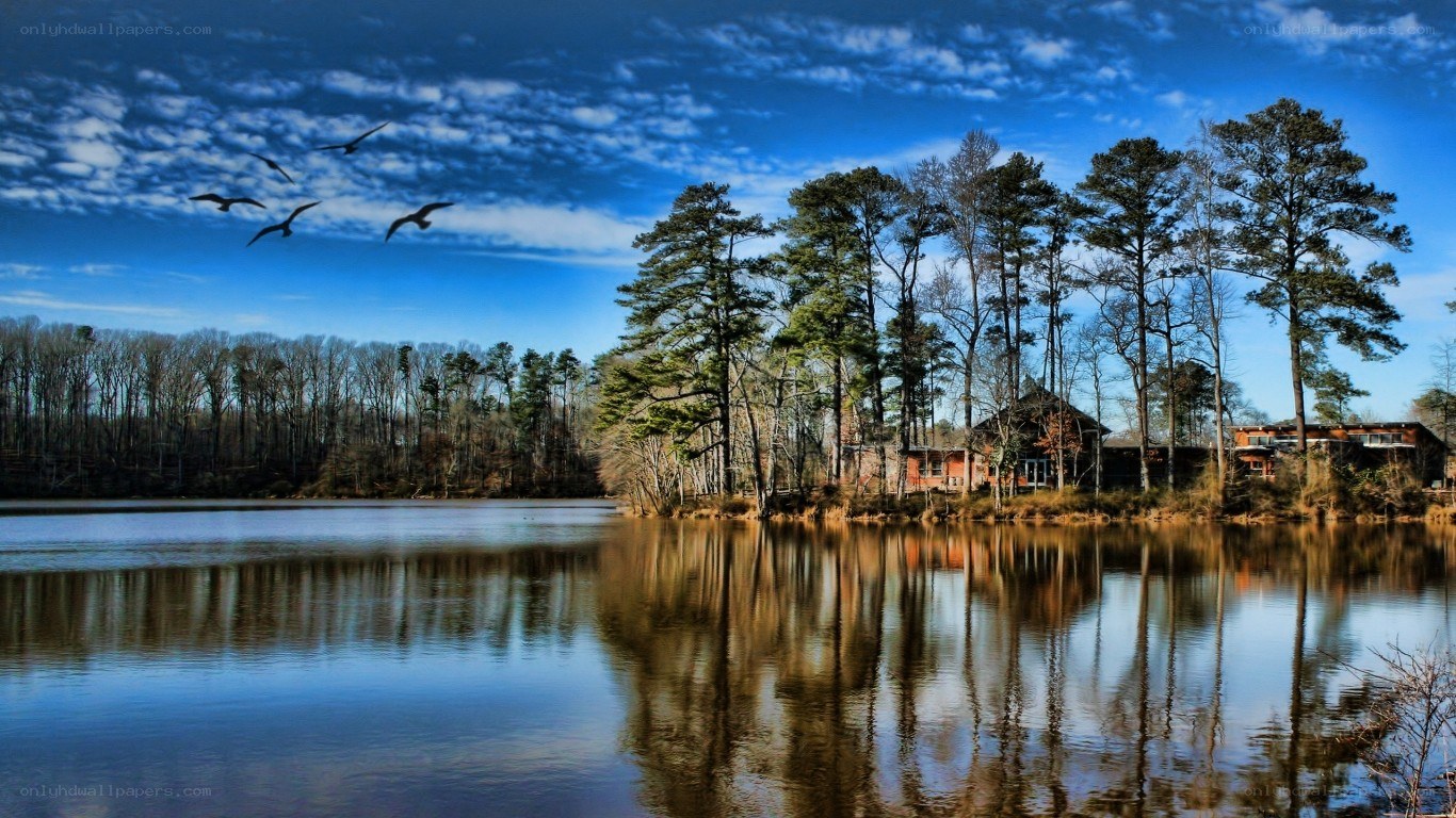Lake with trees and birds