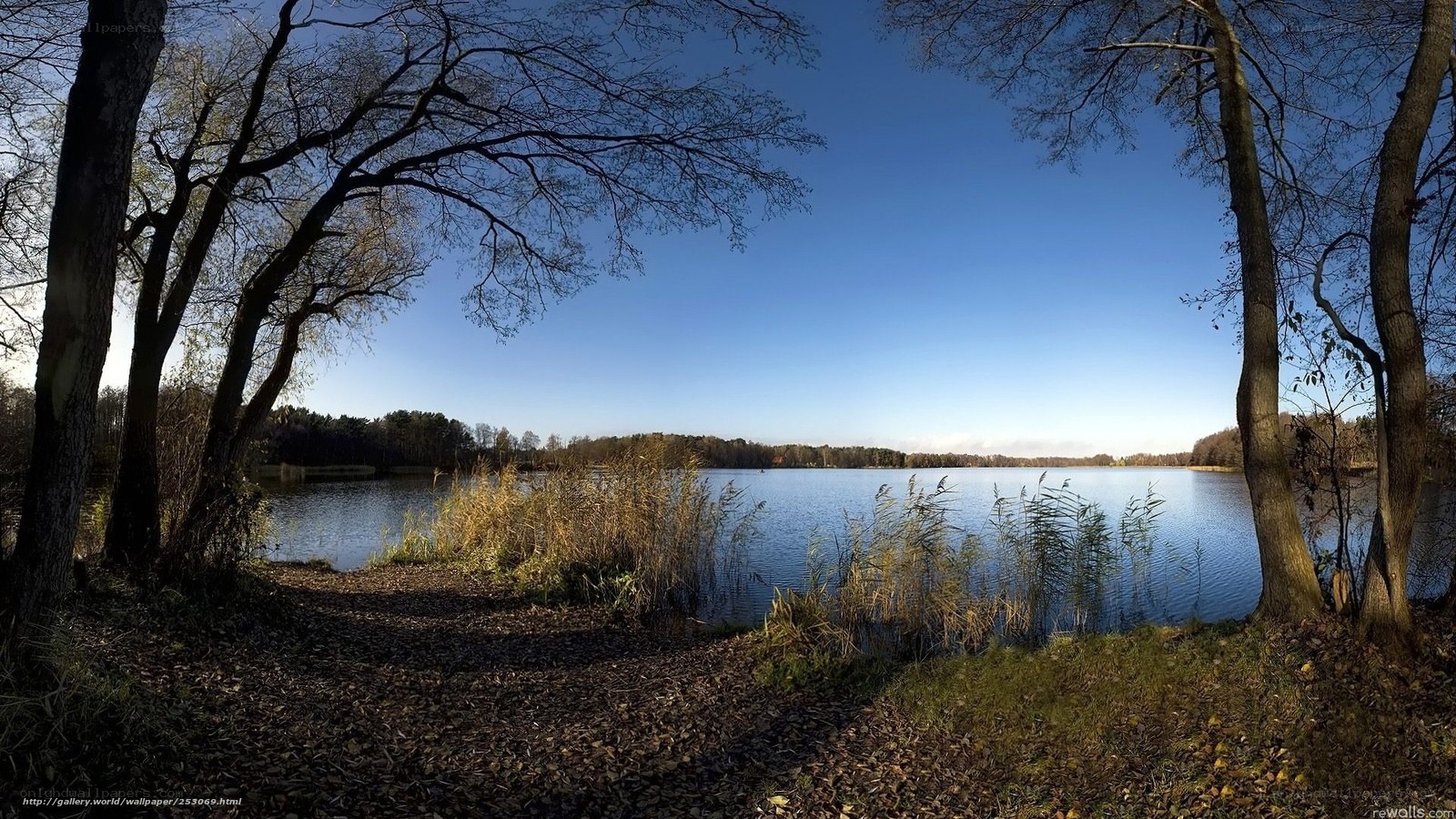 Lake with trees and reeds