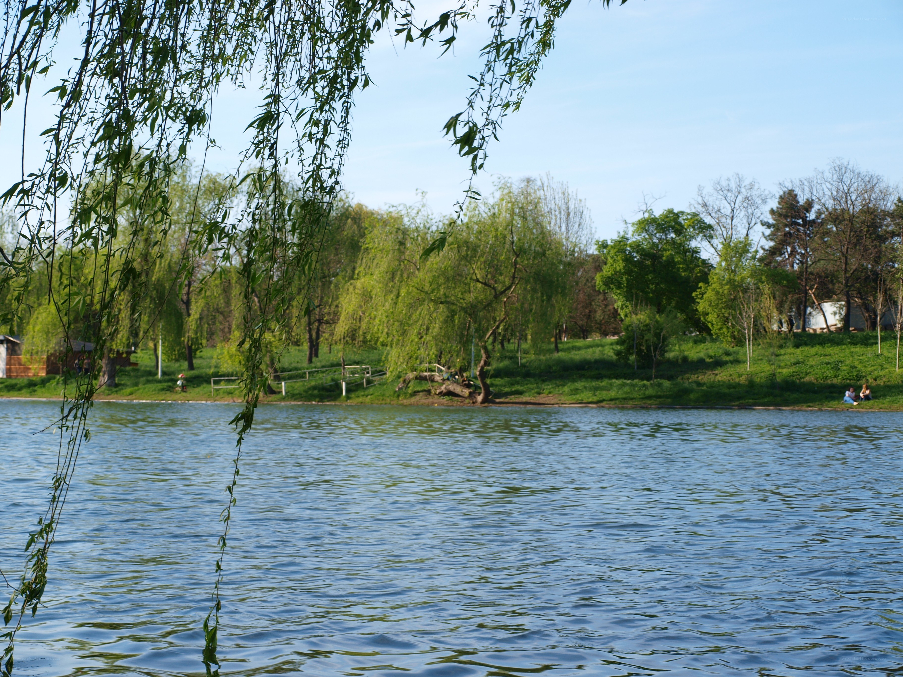 Lake with weeping willow trees