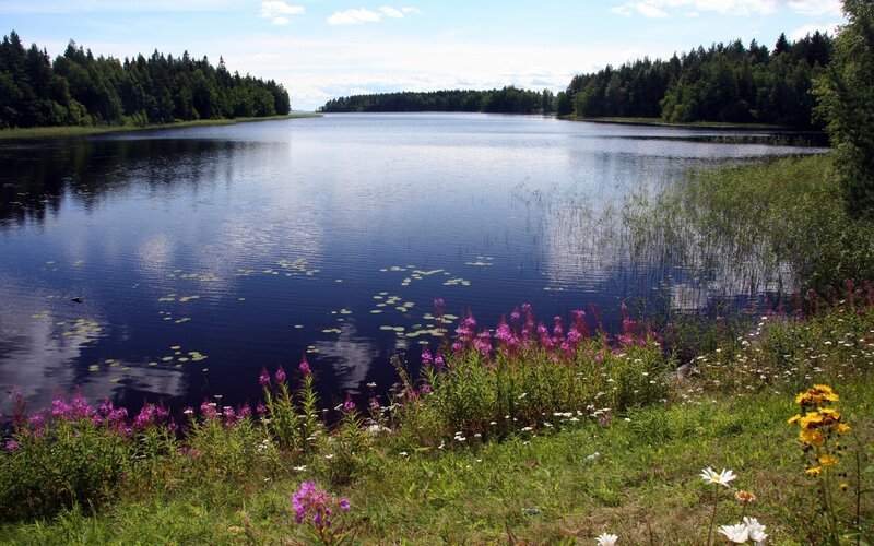 Lake with wildflowers and forest