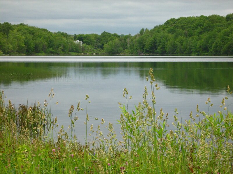 Lake with wildflowers in foreground
