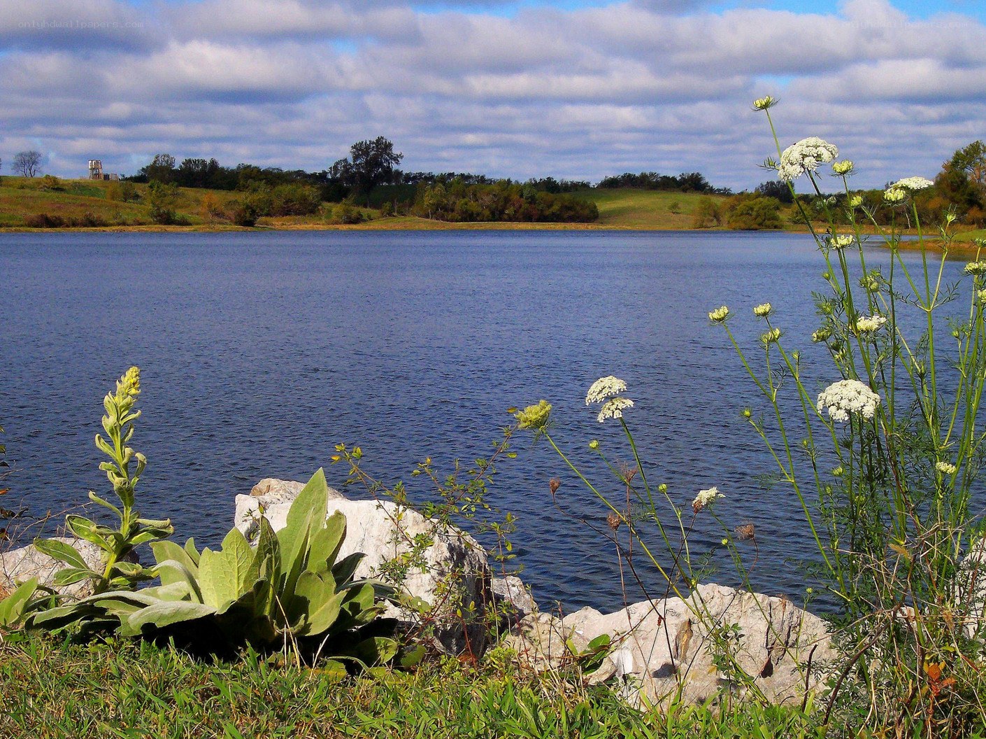 Lake with wildflowers in foreground