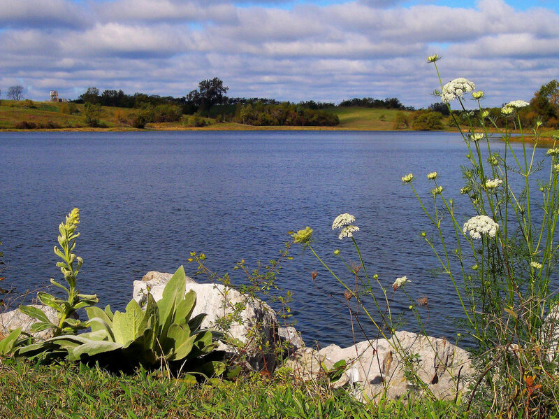 Lake with Wildflowers