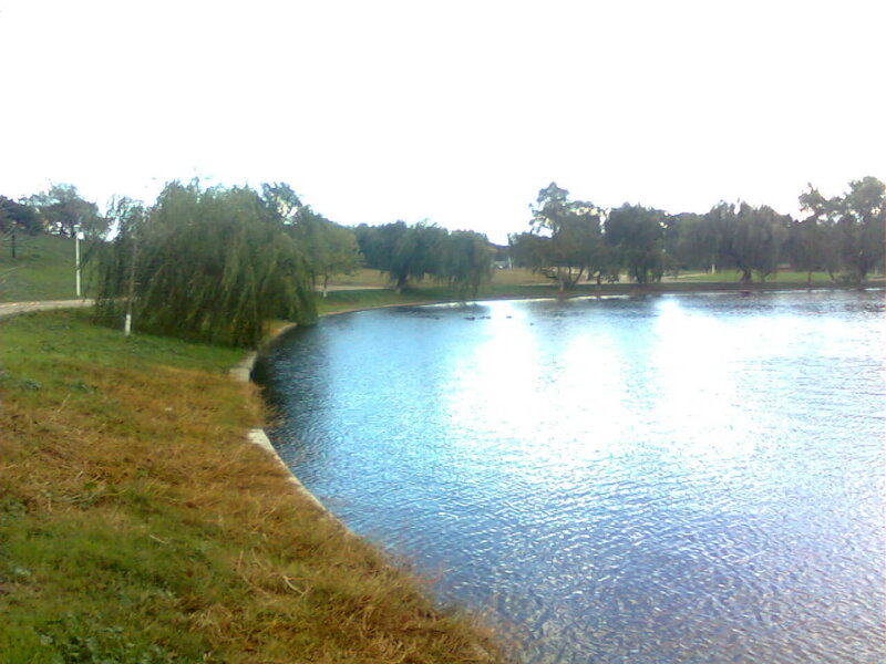 Lake with willow trees