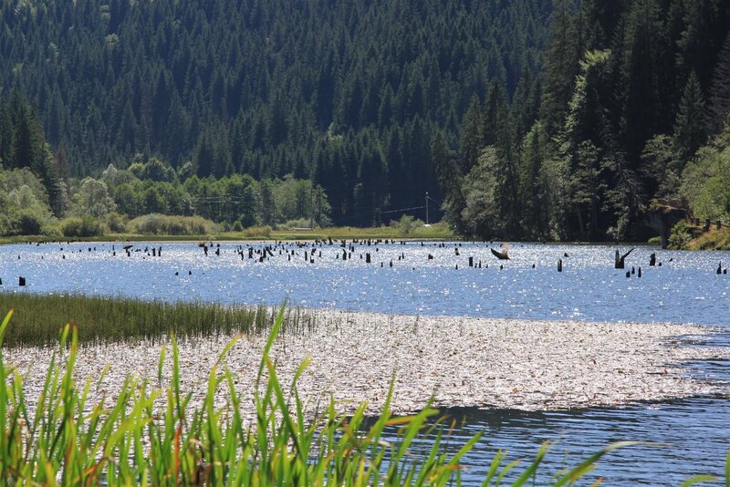Lake with Wooden Posts — Blue