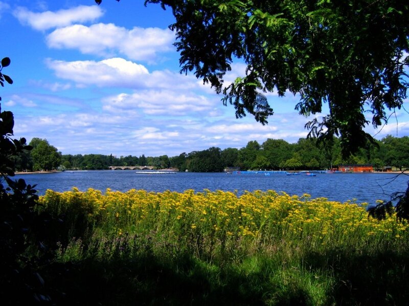 Lake with yellow flowers and trees
