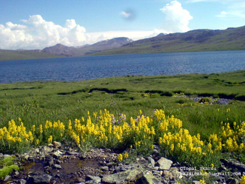 Lake with yellow flowers