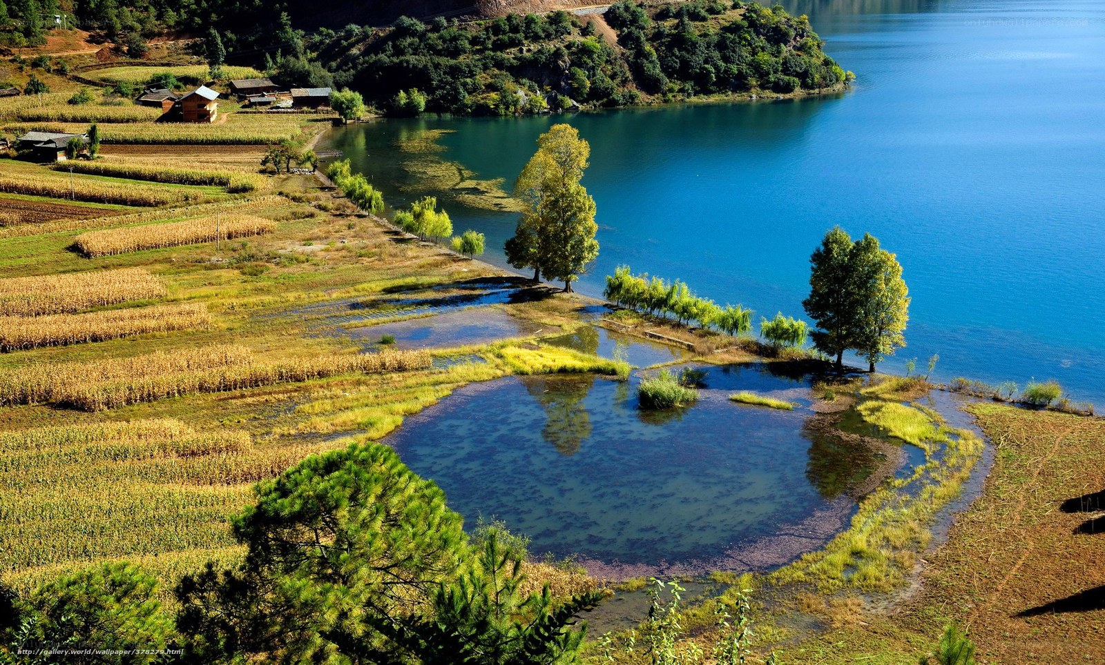 Lakeside farmland with blue water