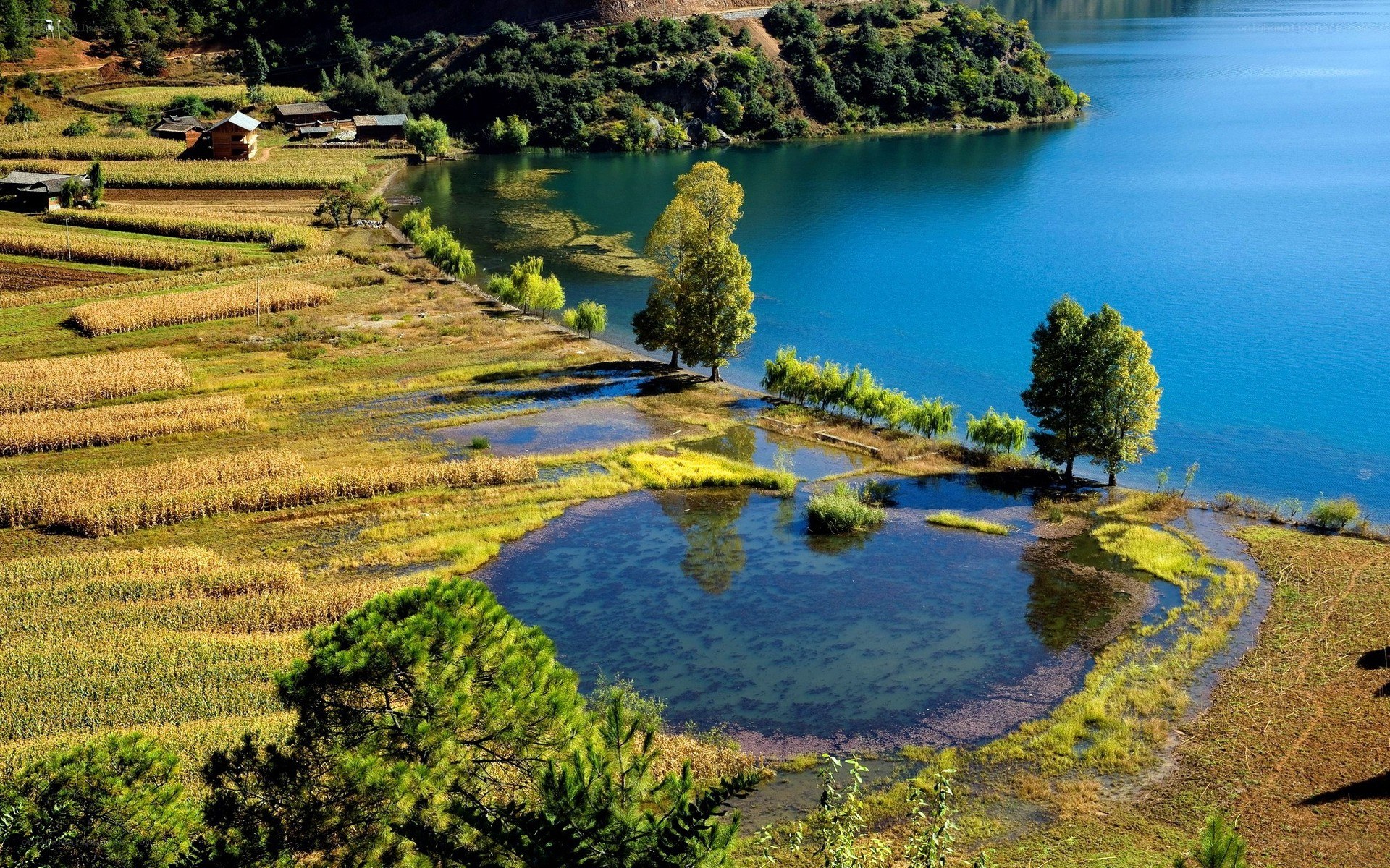 Lakeside fields and trees