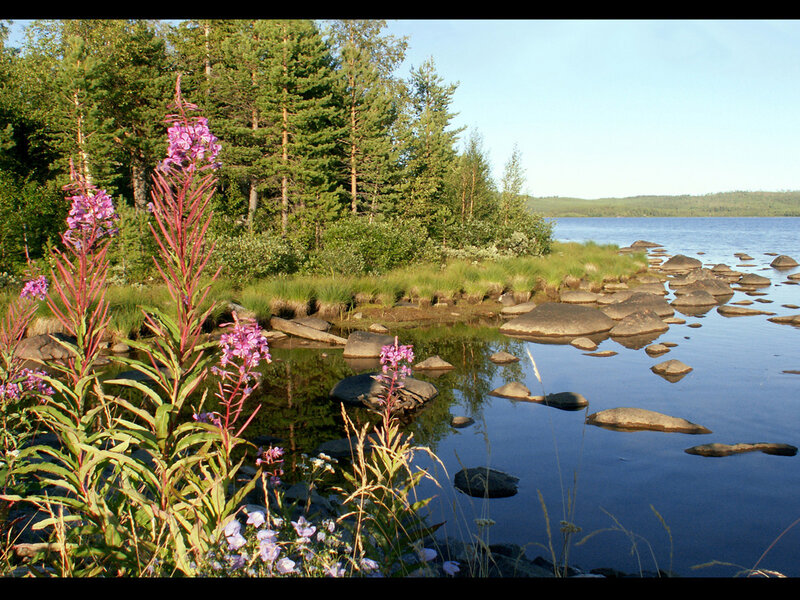 Lakeside flowers and forest
