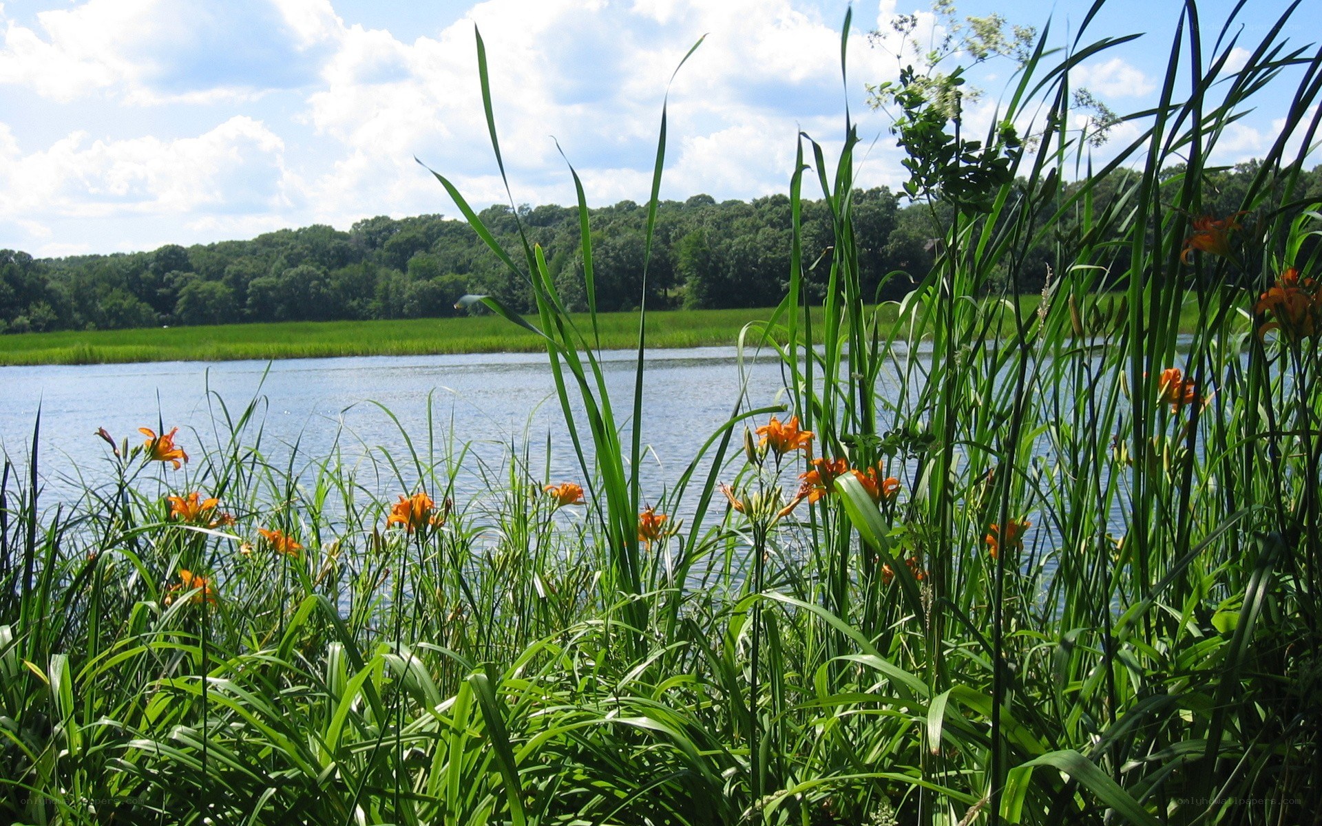 Lakeside flowers and reeds
