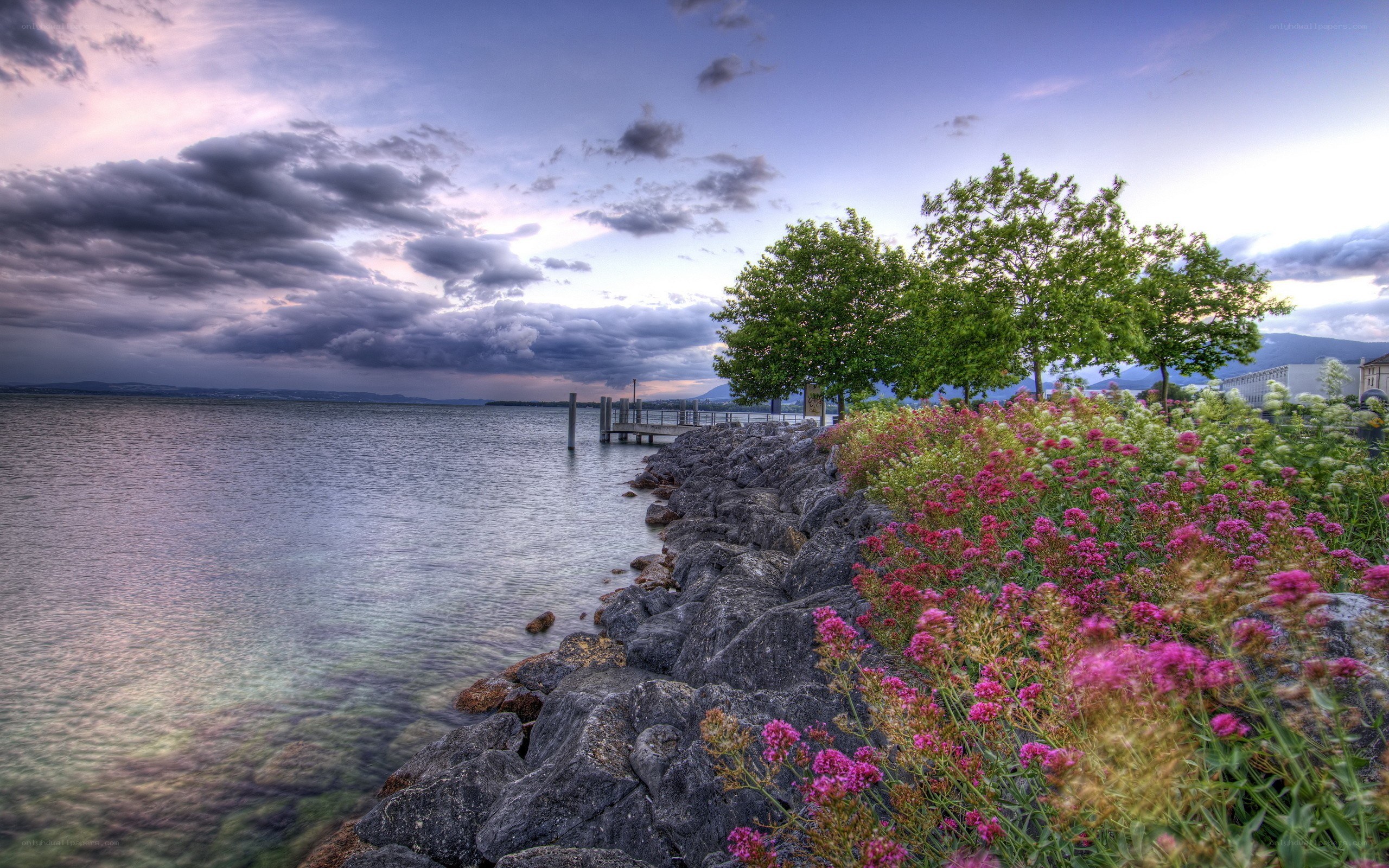 Lakeside flowers at dusk
