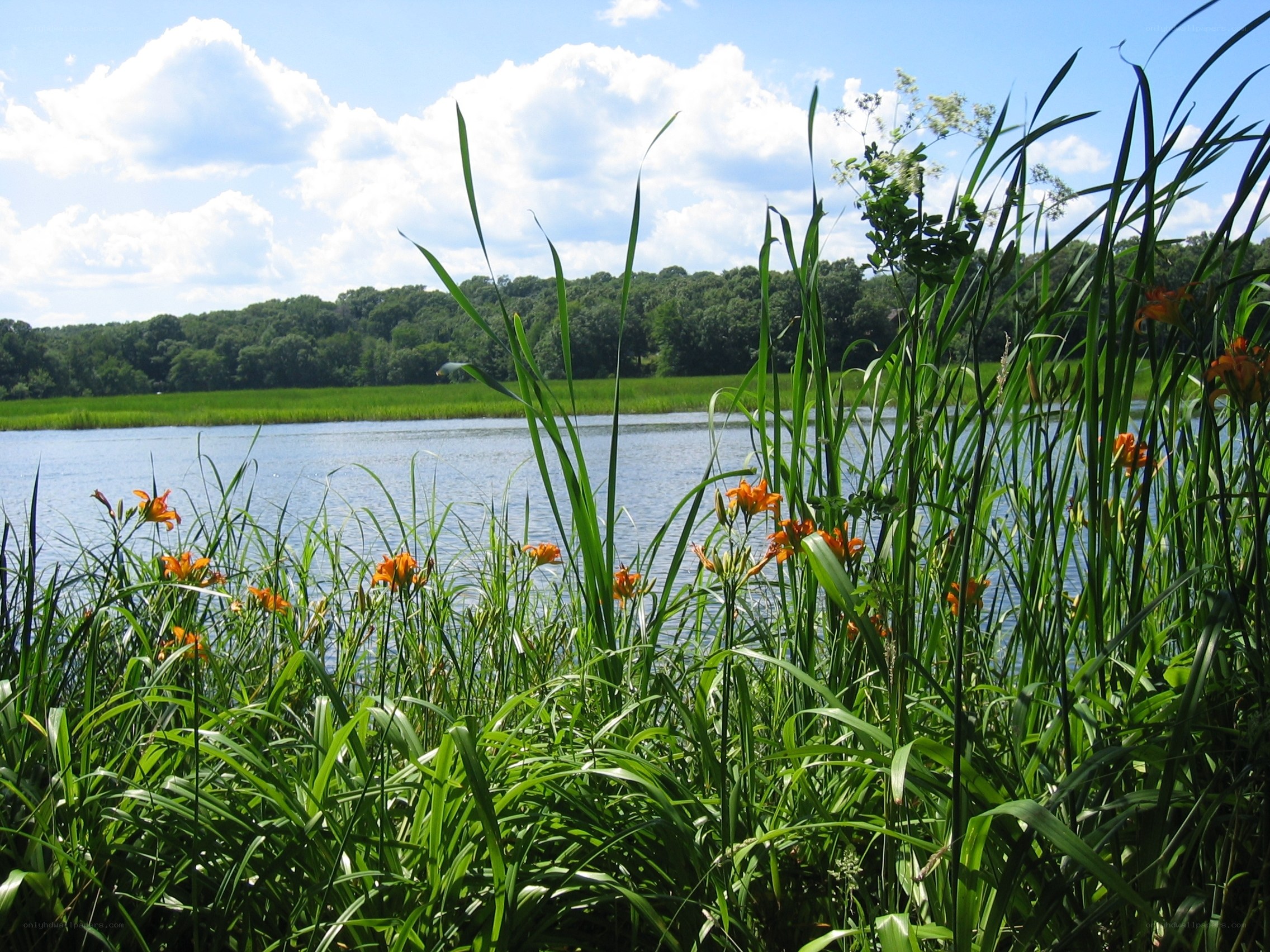 Lakeside flowers in summer