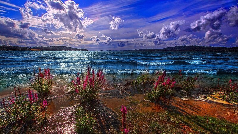Lakeside flowers under cloudy sky