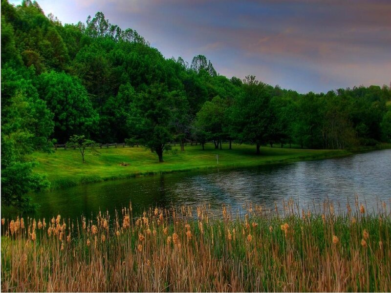Lakeside forest at dusk