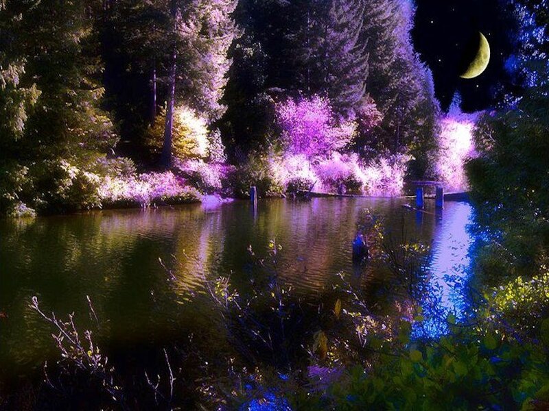 Lakeside Forest at Night