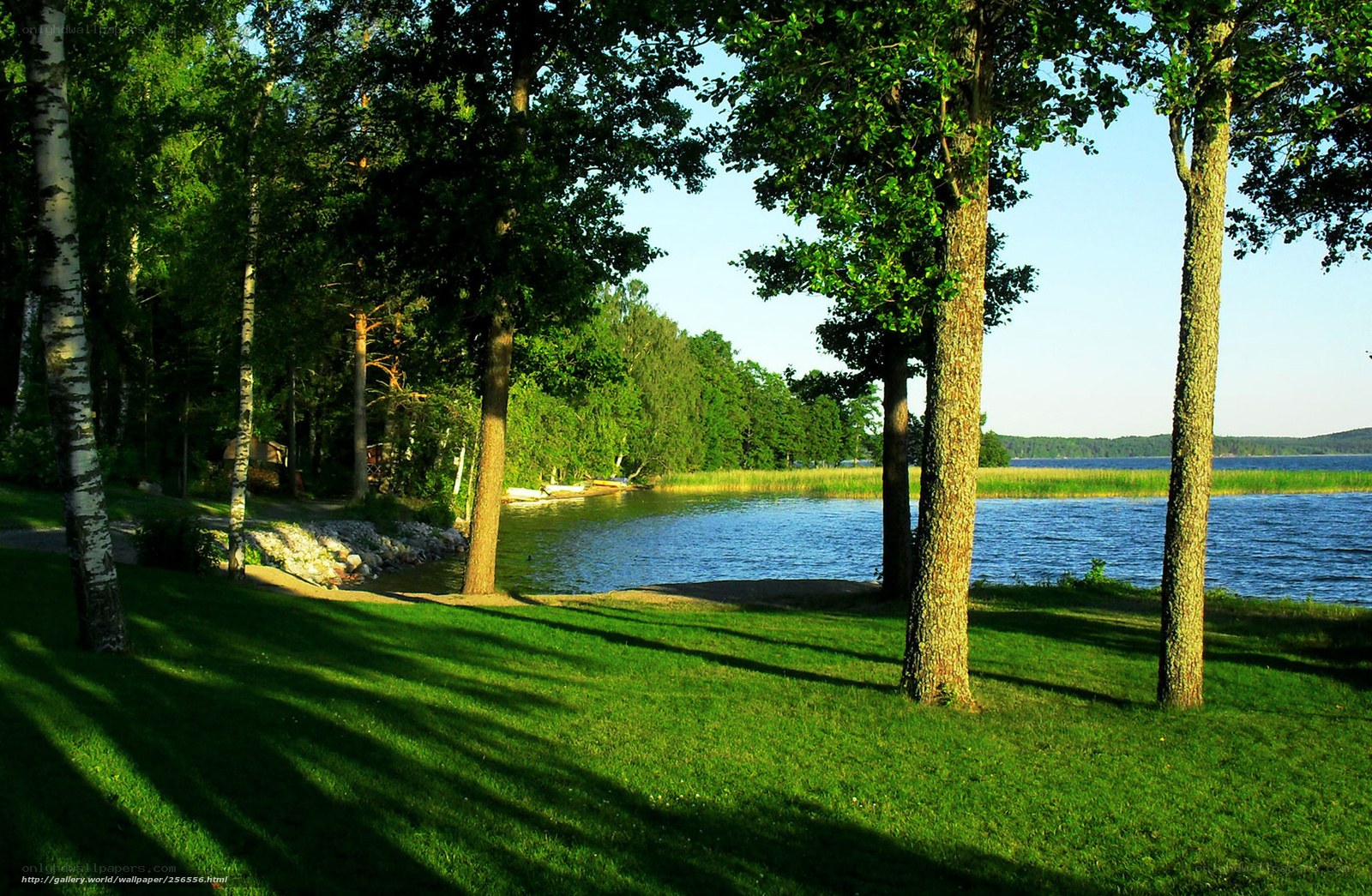 Lakeside forest at sunset