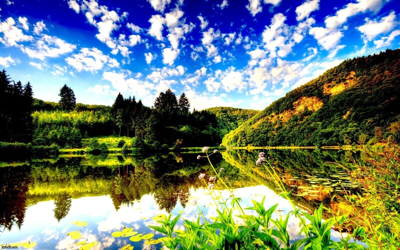 Lakeside forest landscape