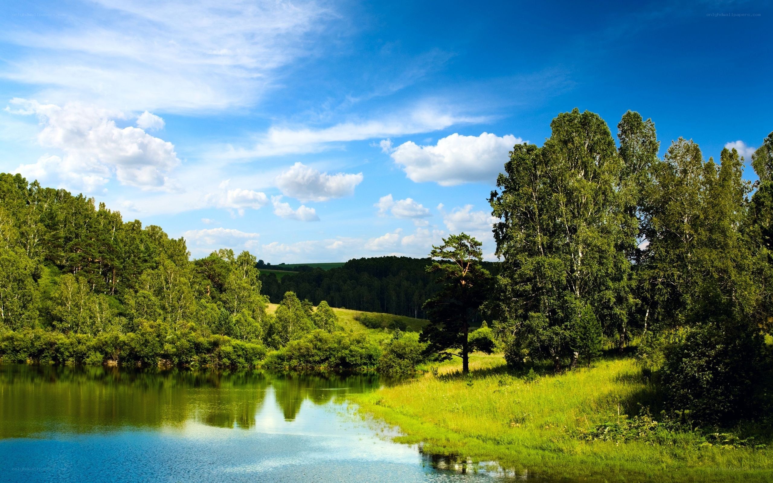 Lakeside forest landscape
