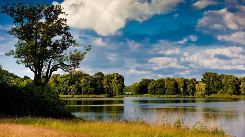 Lakeside forest landscape