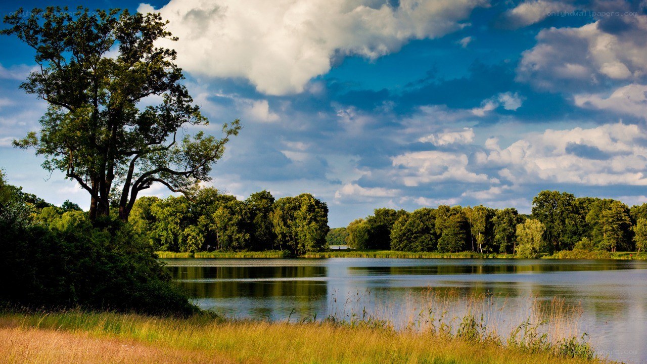 Lakeside forest landscape