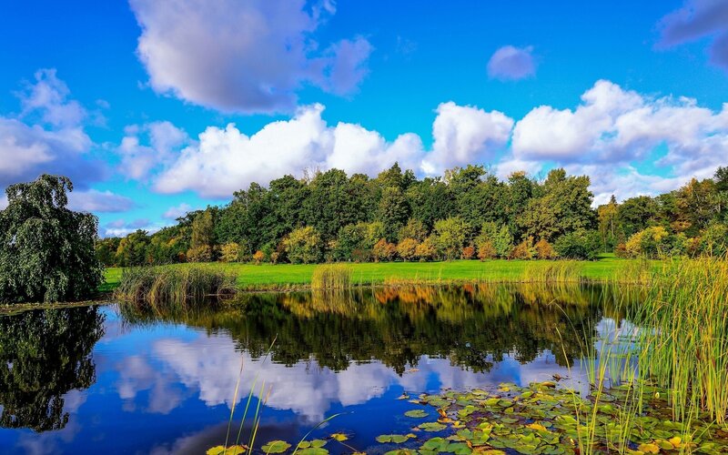 Lakeside forest landscape