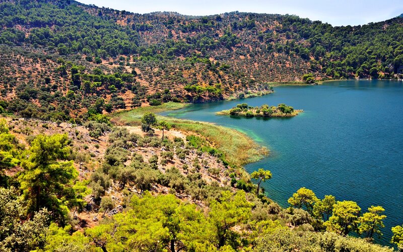 Lakeside forest landscape