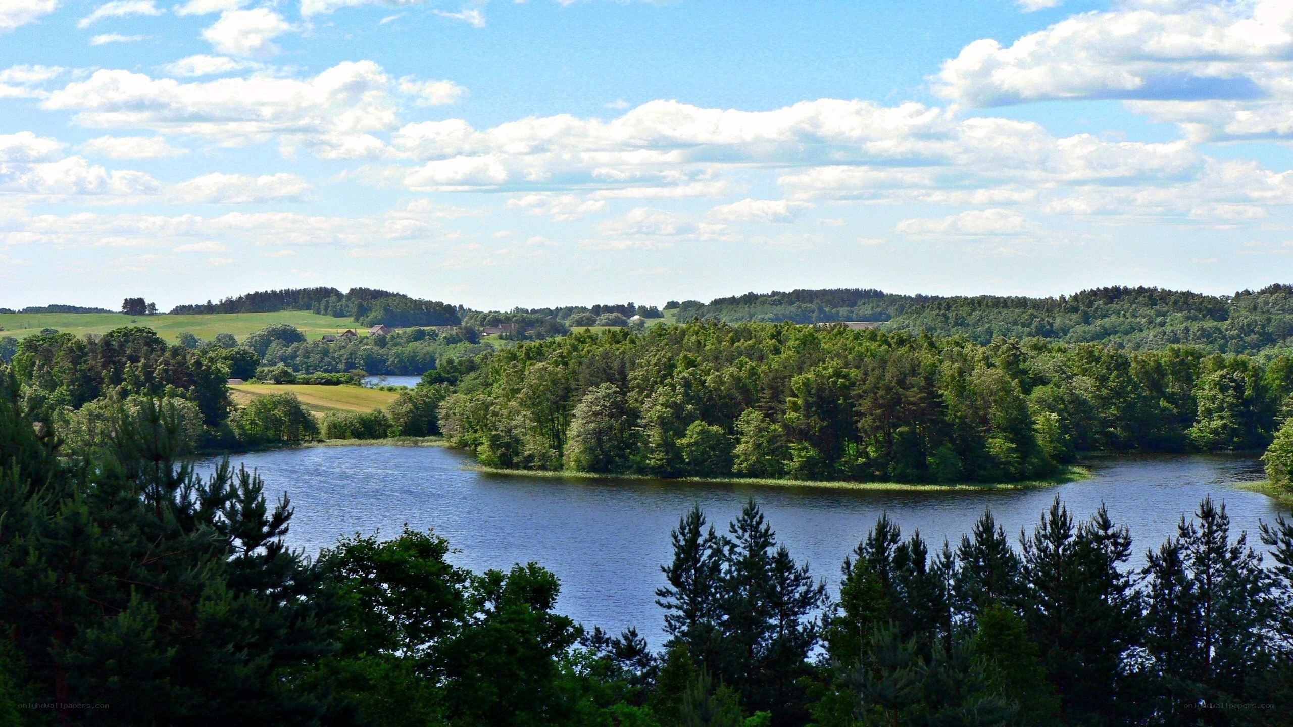 Lakeside forest landscape