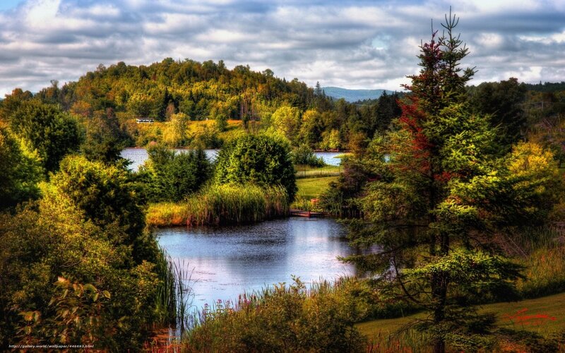 Lakeside forest landscape