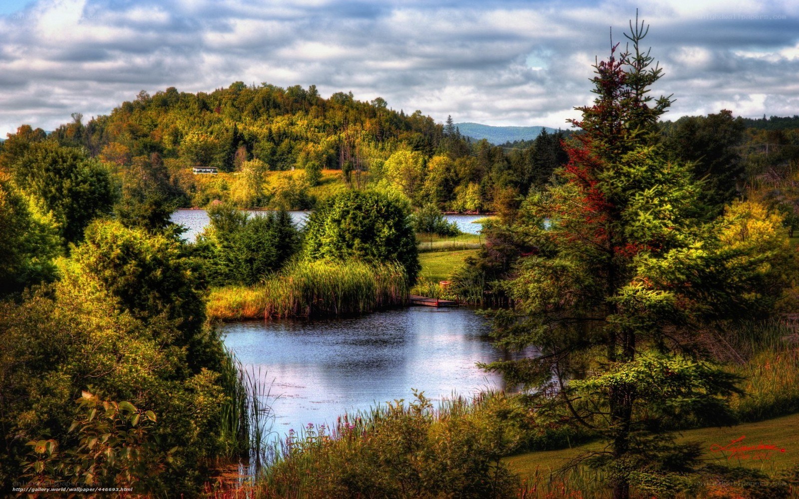 Lakeside forest landscape