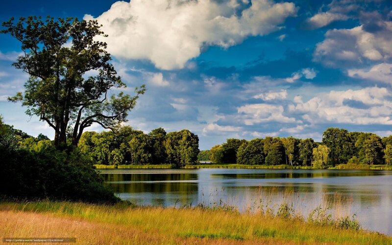 Lakeside forest landscape