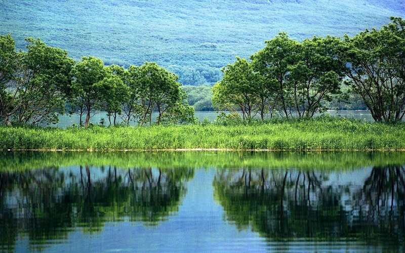 Lakeside forest reflection