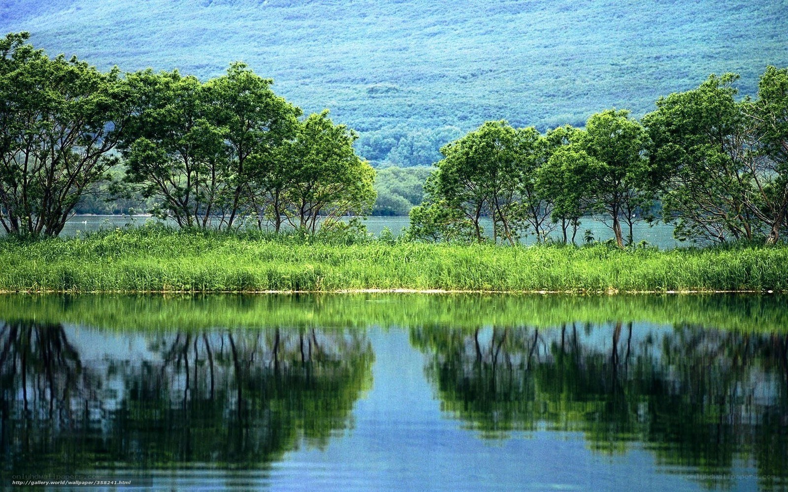 Lakeside forest reflection