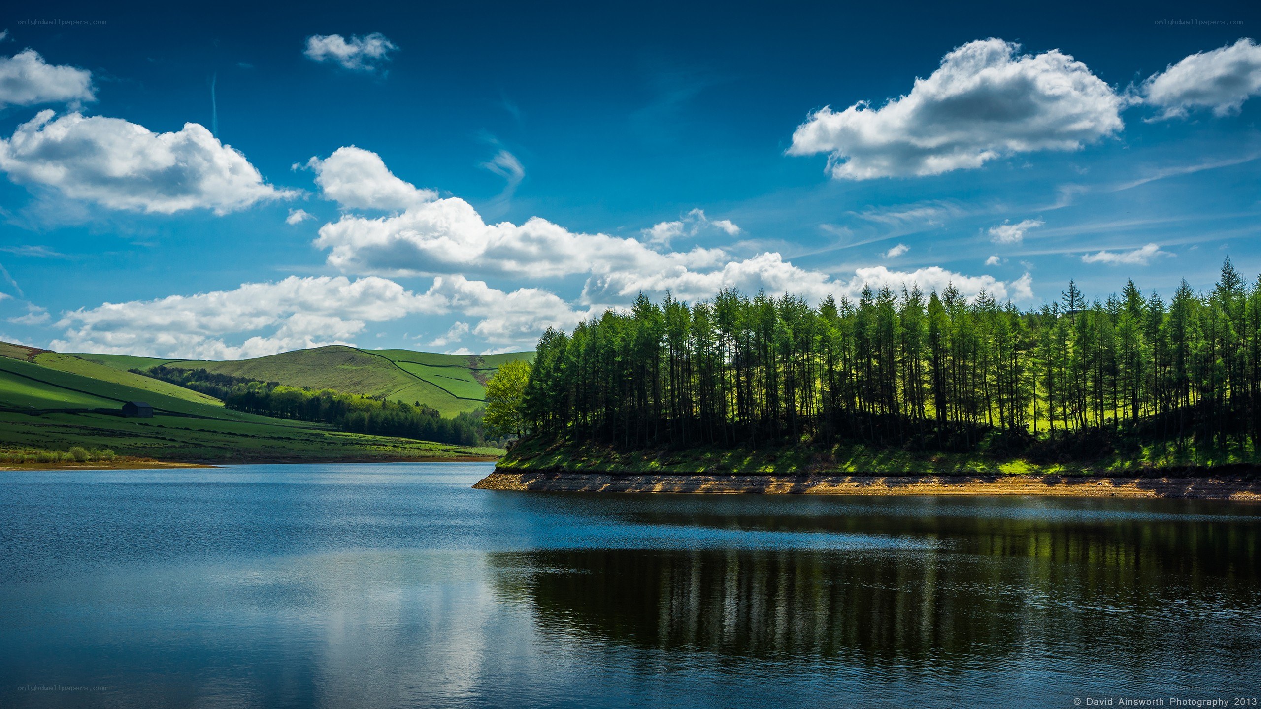 Lakeside forest under blue sky