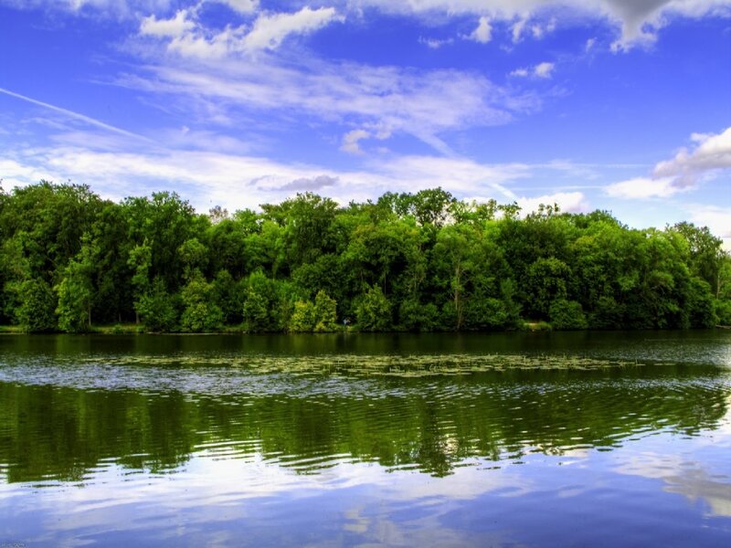 Lakeside forest under blue sky