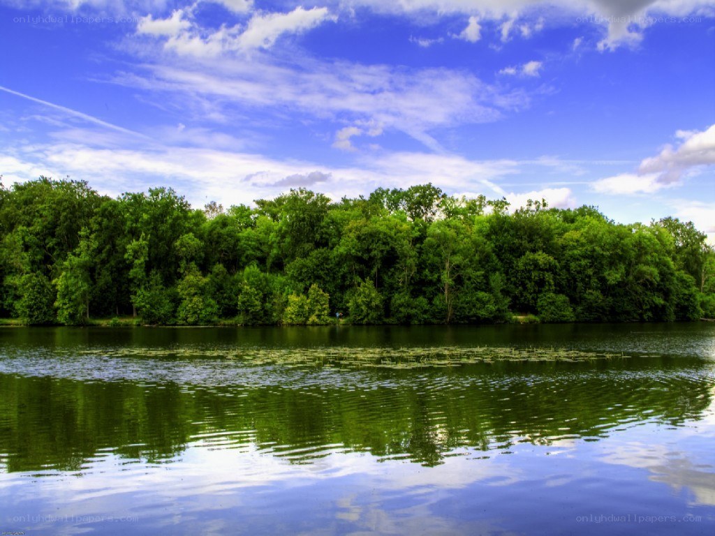 Lakeside forest under blue sky