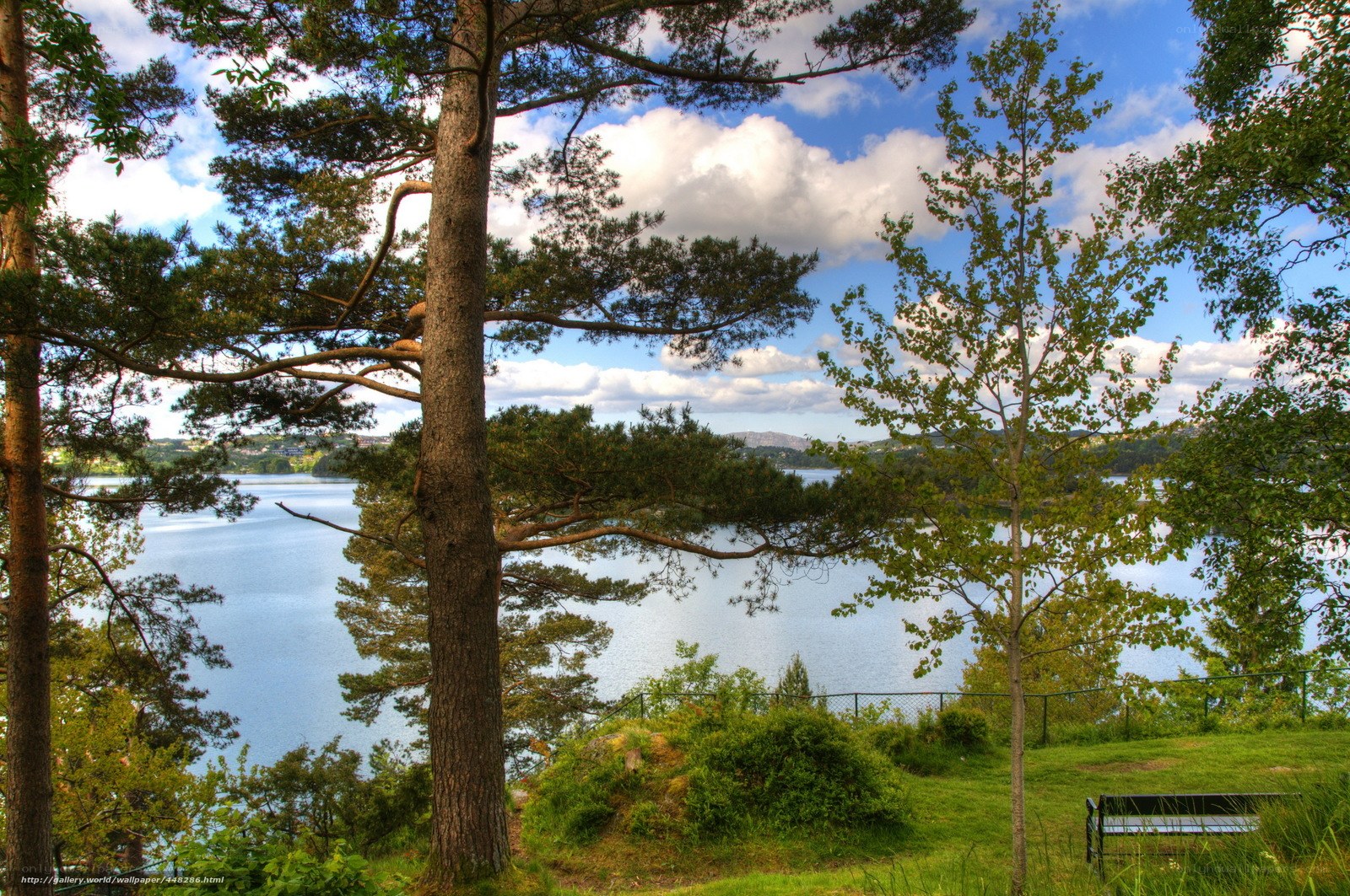 Lakeside forest view