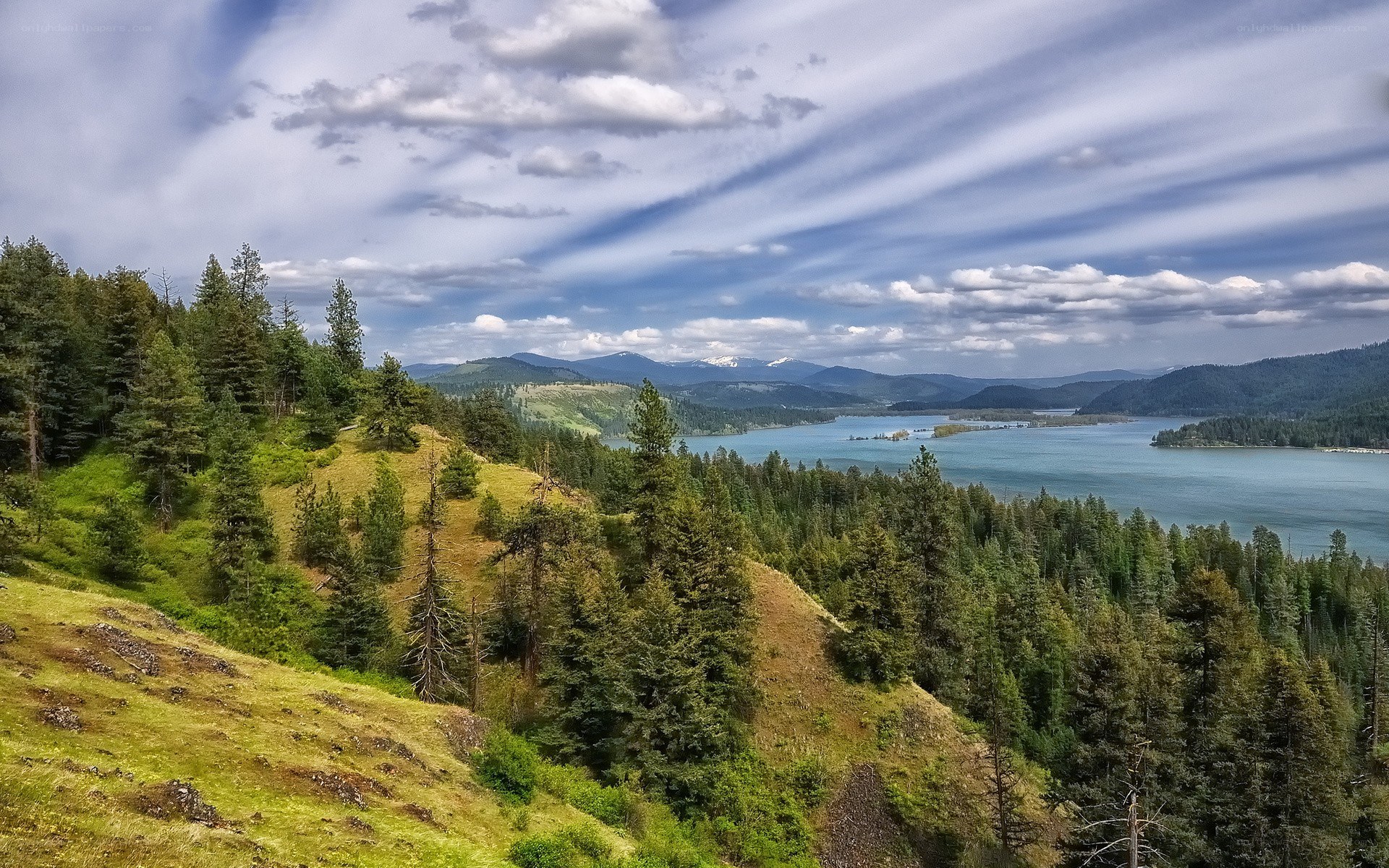 Lakeside forest view