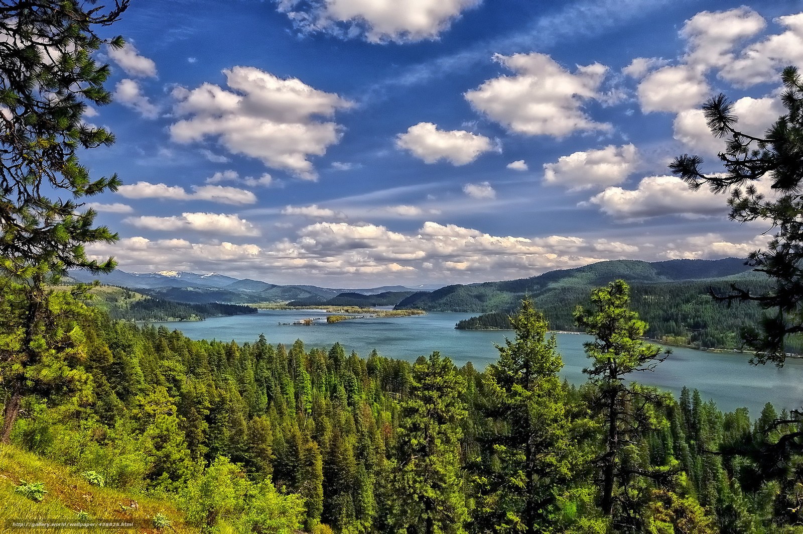 Lakeside forest view