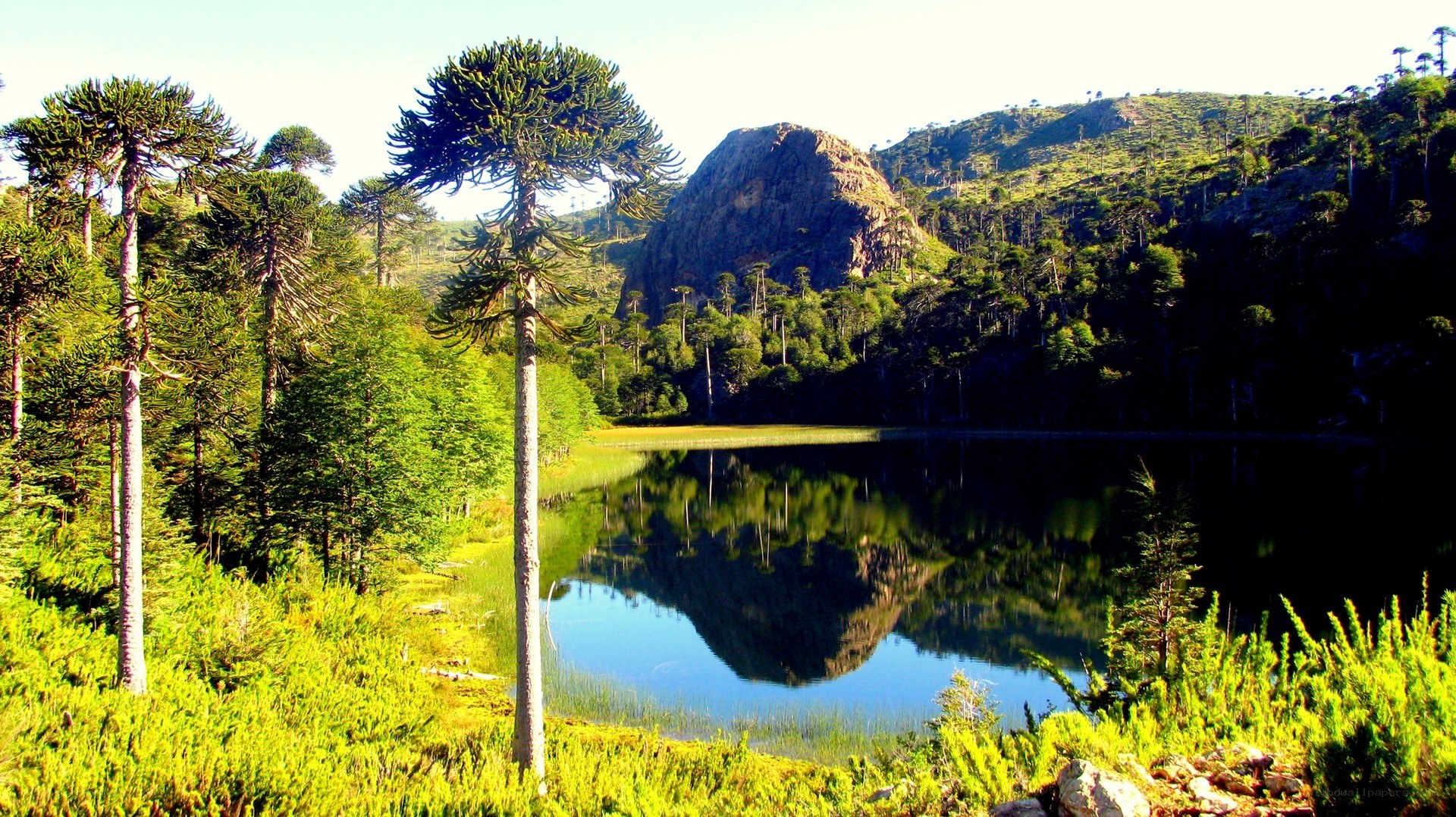 Lakeside forest with mountain reflection